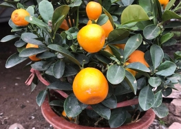 柑橘果苗