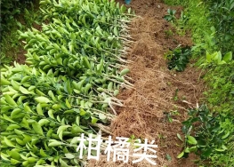 柑橘类果苗