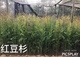 红豆杉树苗