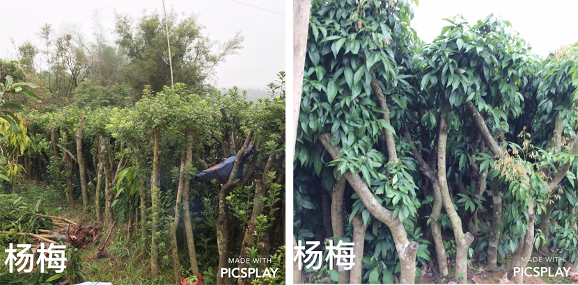 杨梅苗