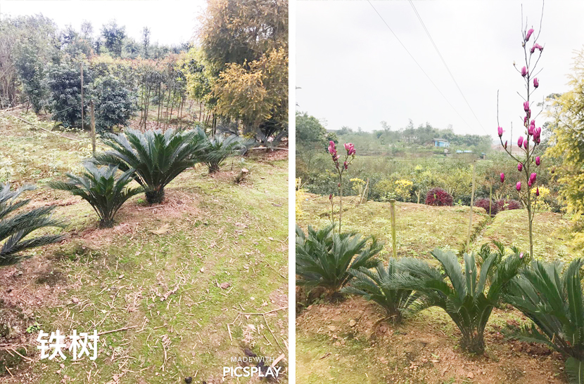 铁树苗.jpg