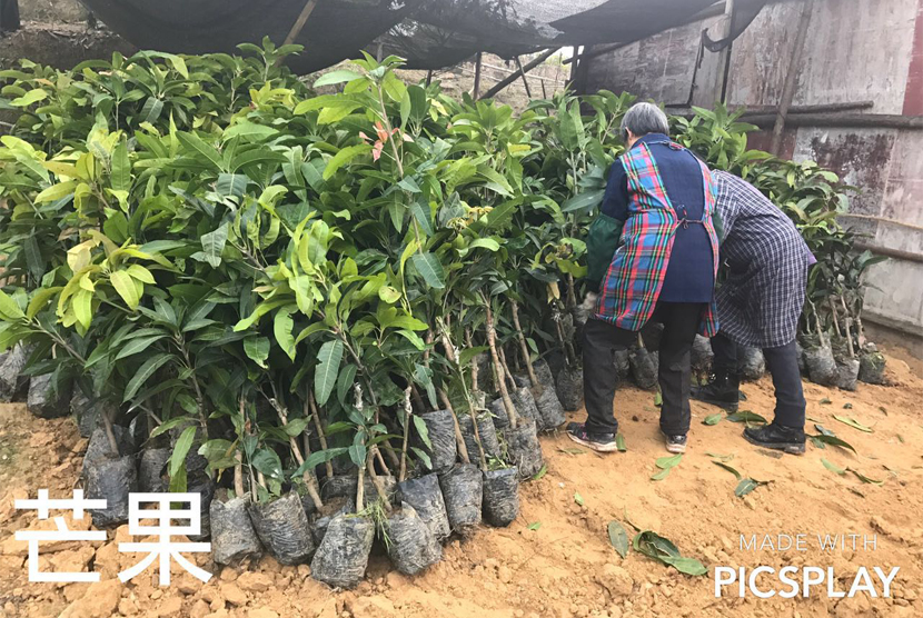 果树苗木在搬运过程中有哪些注意事项？