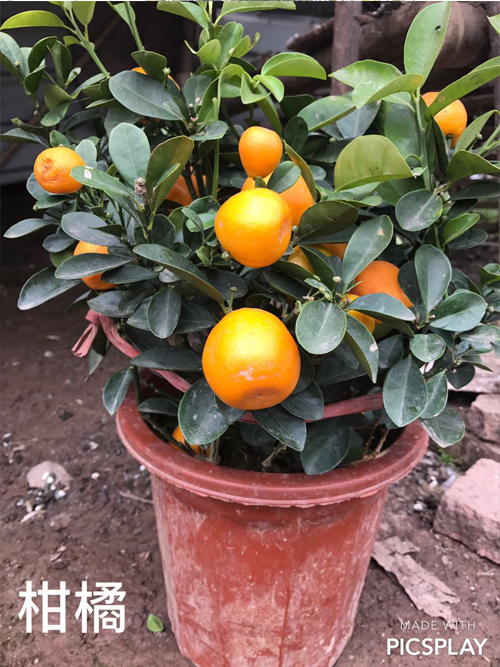 柑橘水果苗