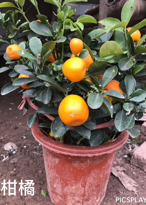 柑橘苗
