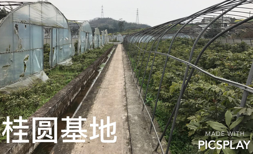 桂圆苗基地.png