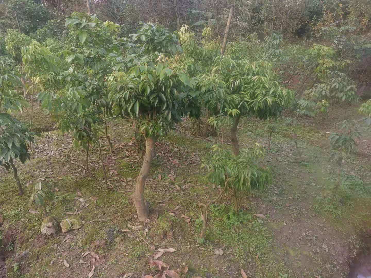 泸州桂圆苗.jpg