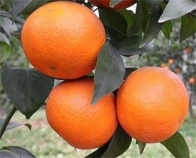 沃柑橘苗