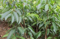 荔枝苗，合江荔枝，泸州荔枝苗