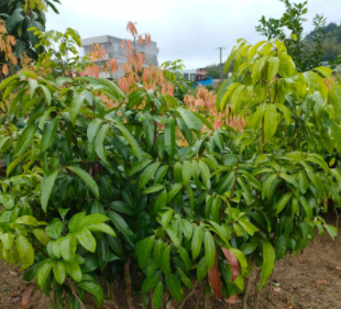 荔枝苗种植